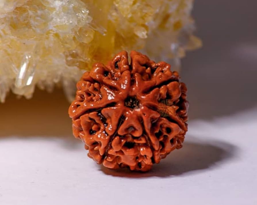 7 Mukhi Nepali Siddh Rudraksha | Rare Lakshmi Rudraksha for Wealth, Prosperity & Spiritual Growth
